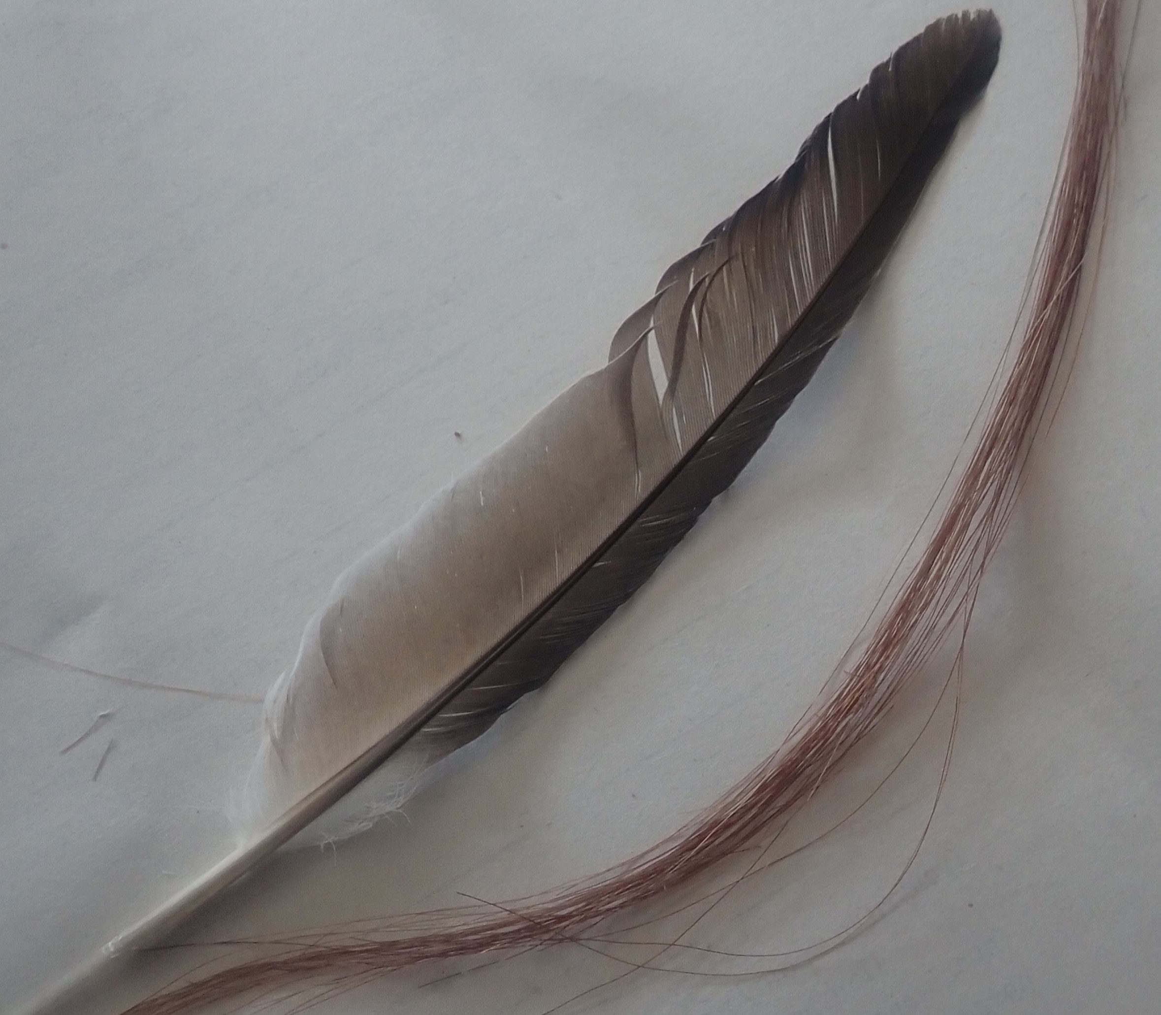 Конская Грива