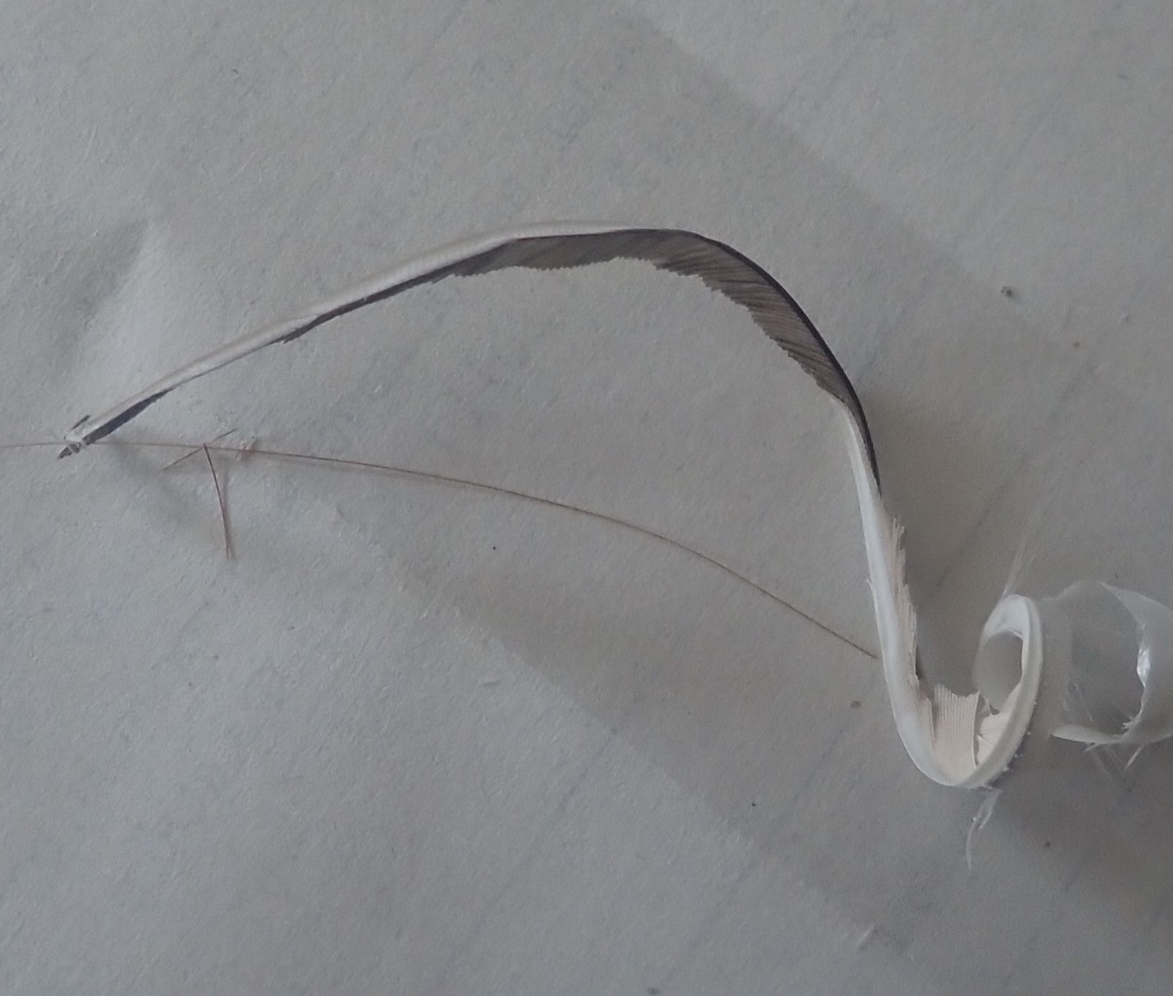 мушка натуралка