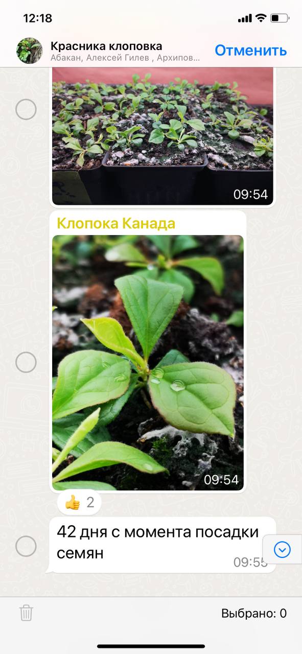 семена клоповки красники 