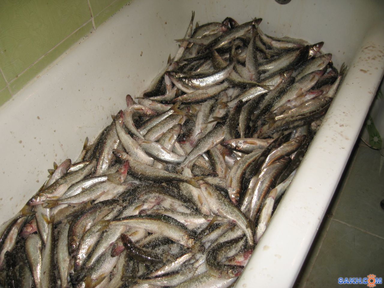 Паук На Корюшку Купить В Спб