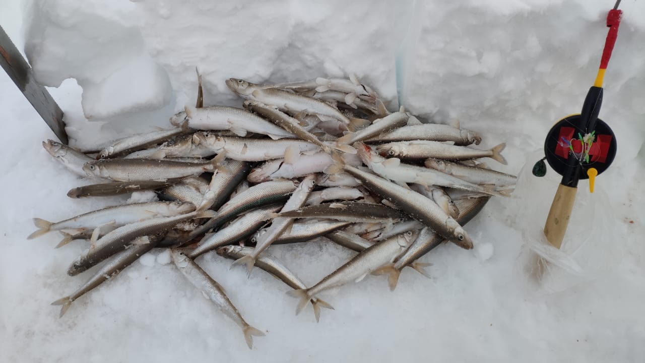 Где Купить Карася Для Рыбалки На Корюшку