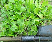 Vaccinium Pratstans Саженцы плодоносящей красники ( клоповки ) большим кустом дерна  с целыми корнями которые дают урожай на следующий год  Размер дерна 40 на 40 см