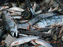 Мушки на  крупного Хариуса Кольский Магадан Камчатка симу и мальму гольца на японских длинных крючках Maruto s74 # 6