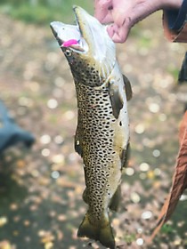 Мушки на Кольский мушки Стримеры на семгу горбушу кумжу гольца форель хариуса на Кольском мушки на лосося в реке Кижуч. Кета Горбуша Сима, Семга