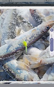 Самосброс на корюшку зубаря  ловли на Меляке   мушки на крючках с коротким Жалом  для ловли зубаря до 2 метров  Зубарь сам спадает с  самодура на льду  Мушки на корюшку Усть Большерецка Калагиря  Нерптчье