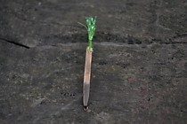 блесна на зубаря из каро №6 ьерилевая бронза с мухой гренландский пульсар. из брайда гудлайнер гренландский НД