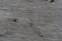 блесна микрофлешер. техническое серебро , длинна-25мм, ширина-2мм, толщина 0.15мм,самосвал япония-№4 от Маруто, бронзовая микропетелька, мушка из подвижного крыла из мобискина Ямашито в цвете кревкочный розовый японский. точка привязки .лимон Флюорисцентн