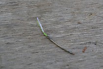 блесна микрофлешер, техническое серебро, длинна 25мм, ширина 2 мм, толщина 0.15 мм, самосвал Маруто №4, бронзовая микропетелька, мушка из бородок Фужибайт от фирмы Фудживара в цвете голубой УФ. точка привязка флюорисцентный лимон Текстрим