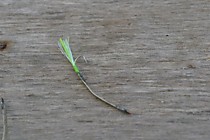 блесна  самосвал Маруто №4, техническое серебро, длинна 25мм, ширина 2мм, толшина 0.15мм, мушка из бородок Фуджибайт цвет голубой УФ, с добавлением Шелка флю салат и точкой привязки флю лимон от фирмы Текстрим Италия