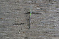 блесна на малоротку, техническое серебро, длинна 22мм- ширина 2мм. толщина 0.15 мм . самосвал Маруто №3.5 от маруто с мушкой из мобискина ямашито и синим пятнышкоим на нем. обработанное отверстие