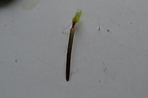 блесна микрофлешер. берилевая бронза, длинна 30 мм, ширина 2.5 мм. тощина 1.5 мм, бронзовая микропетелька, самосвал №4 , мушка из Ваты Ультрофиолет в цвете бледный лимон и люкреса кристал в цвете флю салат. точка привязки хот флю оранж текстим