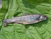 летняя горная рыбалка Форель Мальма пеструшка ленок хариус 