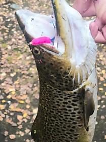 Мушки на Кольский Стример Яркая Креветка  на Семгу  Горбушу Кумжу  Арктического Гольца   # 2 / # 4